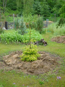 Grassy landscape with a small tree planted in a mulched mound